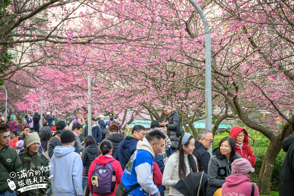 【2025汐止康誥坑溪文化櫻花季】康誥坑溪櫻花大道綻放中,溪川桃粉色櫻花好迷人,夜櫻景緻更夢幻！
