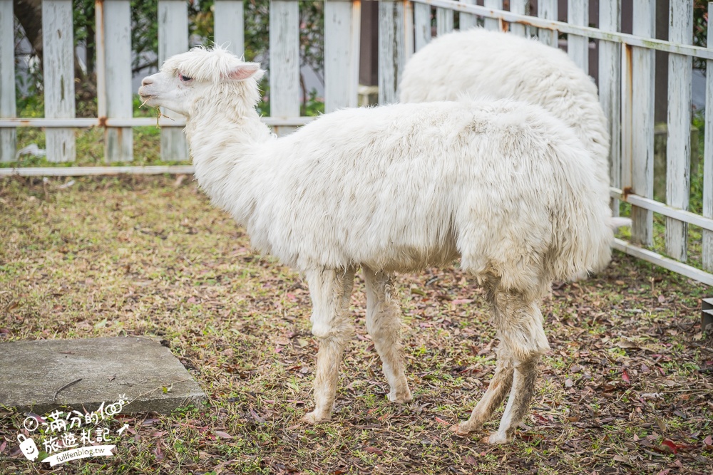 陽明山【大衛小小羊David&Alpaca】全台最大美軍宿舍群改建萌寵餐廳,與羊駝互動好好玩!