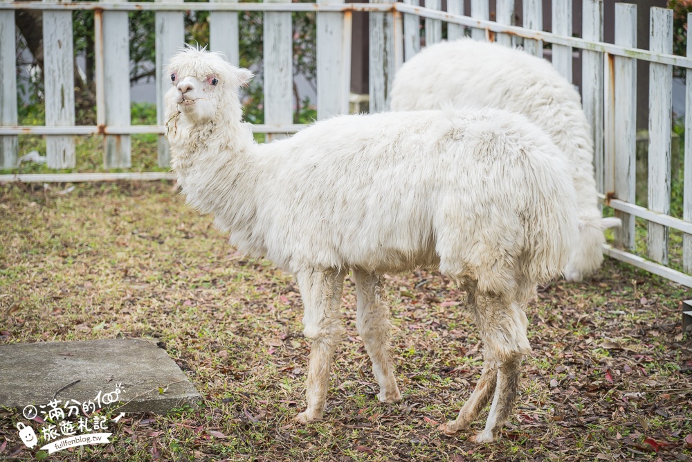 陽明山【大衛小小羊David&Alpaca】全台最大美軍宿舍群改建萌寵餐廳,與羊駝互動好好玩!