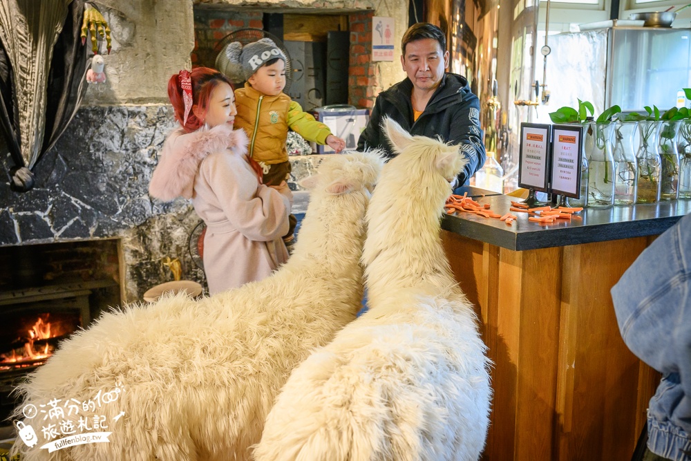 陽明山【大衛小小羊David&Alpaca】全台最大美軍宿舍群改建萌寵餐廳,與羊駝互動好好玩!
