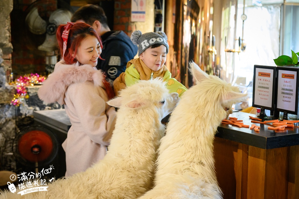 陽明山【大衛小小羊David&Alpaca】全台最大美軍宿舍群改建萌寵餐廳,與羊駝互動好好玩!