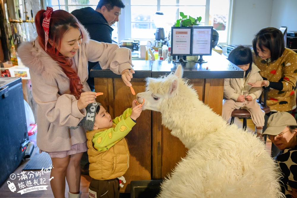 陽明山【大衛小小羊David&Alpaca】全台最大美軍宿舍群改建萌寵餐廳,與羊駝互動好好玩!