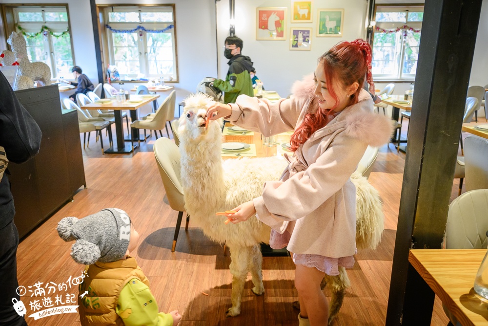陽明山【大衛小小羊David&Alpaca】全台最大美軍宿舍群改建萌寵餐廳,與羊駝互動好好玩!