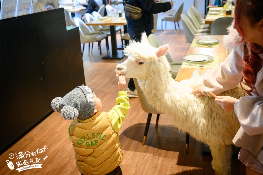 陽明山【大衛小小羊David&Alpaca】全台最大美軍宿舍群改建萌寵餐廳,與羊駝互動好好玩!