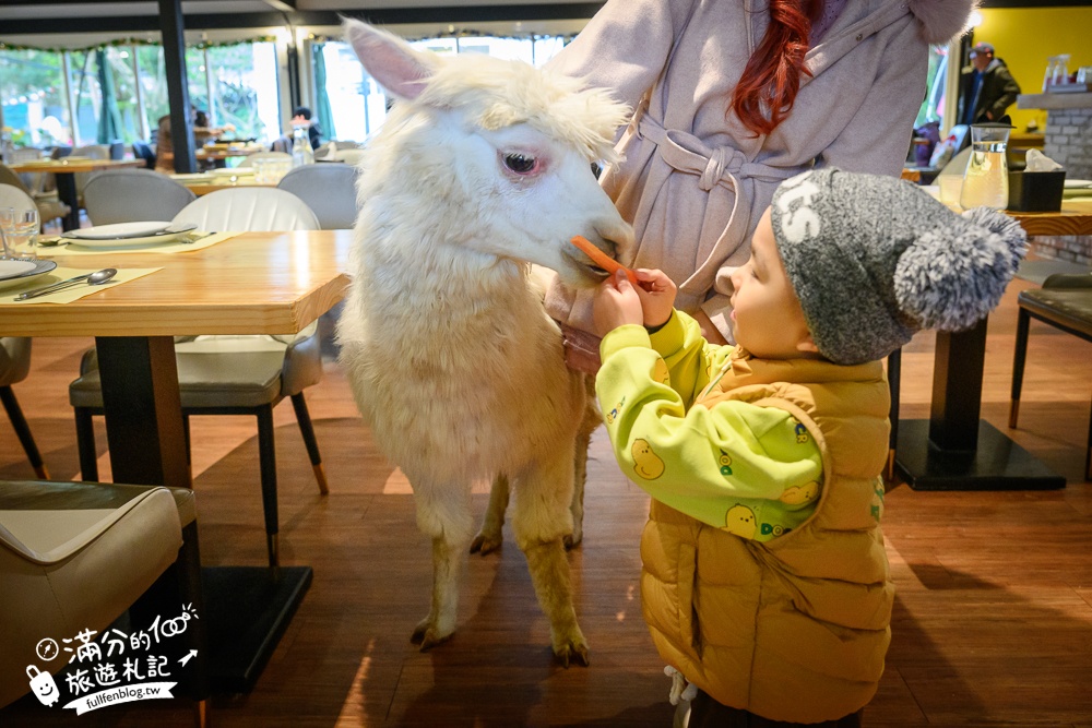 陽明山【大衛小小羊David&Alpaca】全台最大美軍宿舍群改建萌寵餐廳,與羊駝互動好好玩!