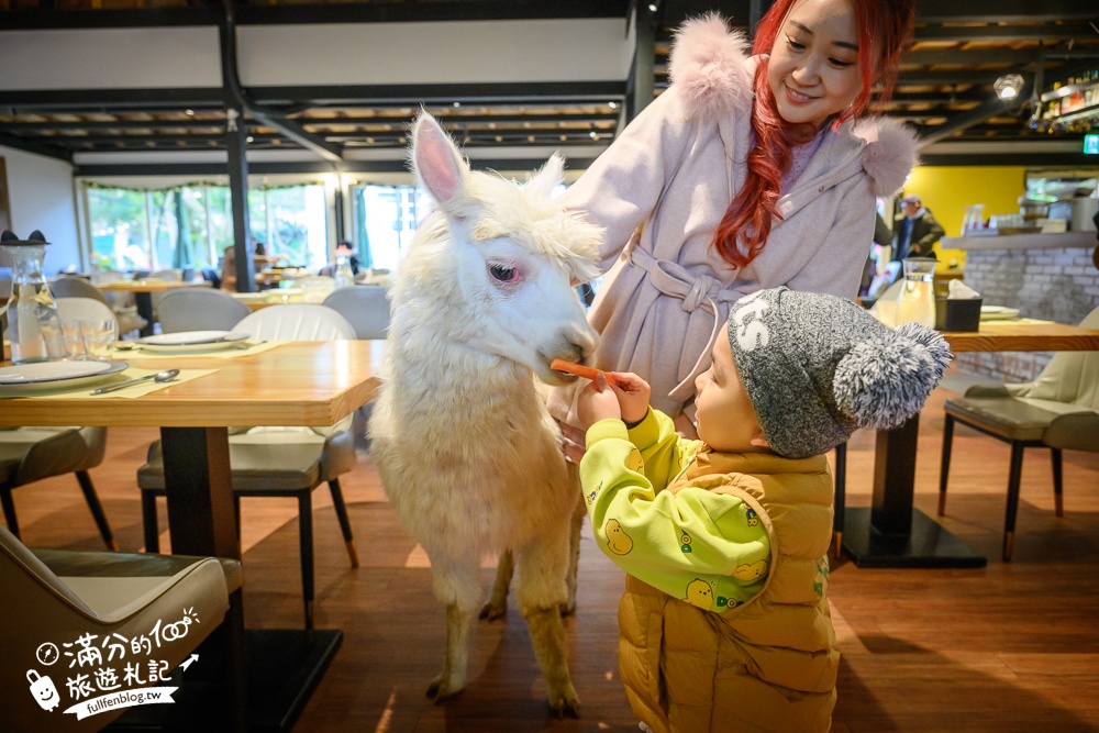 陽明山【大衛小小羊David&Alpaca】全台最大美軍宿舍群改建萌寵餐廳,與羊駝互動好好玩!