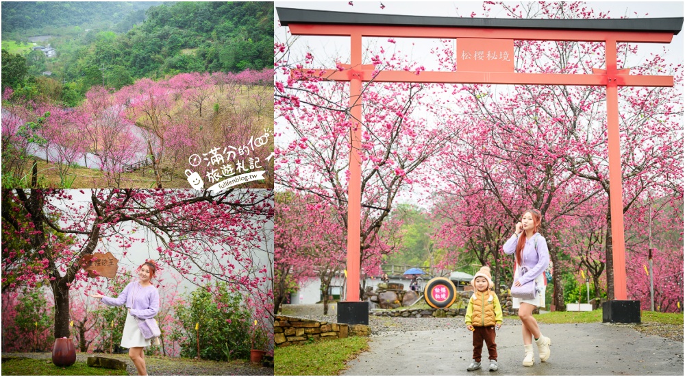 【2025松櫻秘境】宜蘭最新免門票櫻花路,與八重櫻王輕鬆合影還有紅色大鳥居! @滿分的旅遊札記