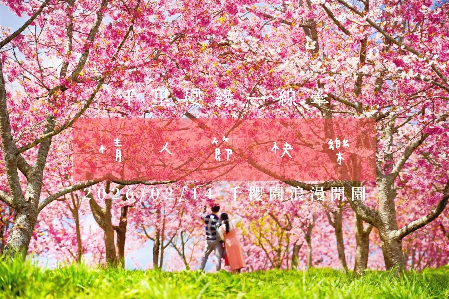 【2026千櫻園櫻花季】最新開園日期,福壽山櫻花秘境.海拔2100公尺的櫻花森林,順遊景點美食攻略!