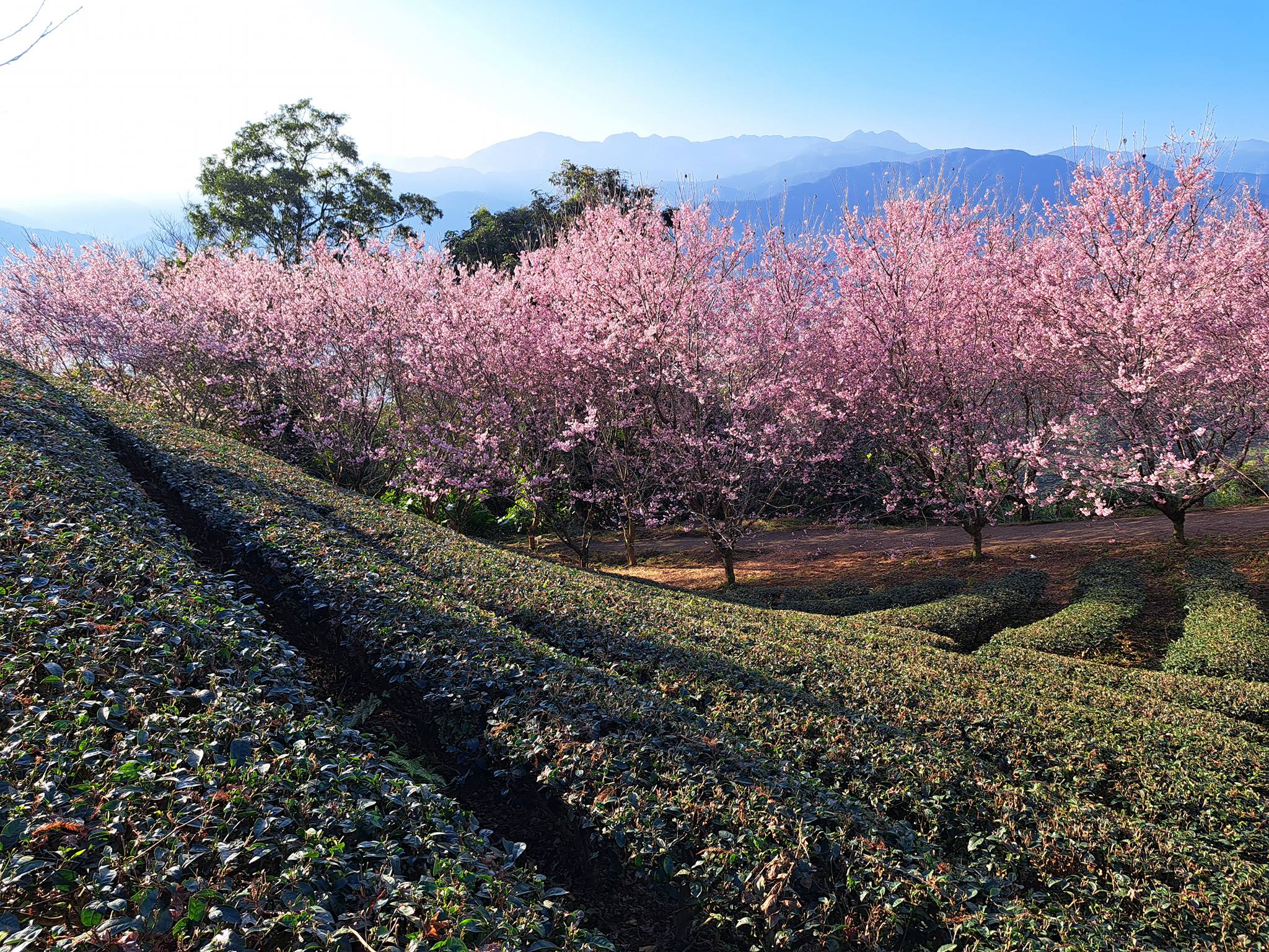 宜蘭景點【櫻悅景觀渡假別墅櫻花季】宜蘭賞櫻秘境,玉蘭茶園旁的茶田櫻花隧道~順遊周邊景點攻略!
