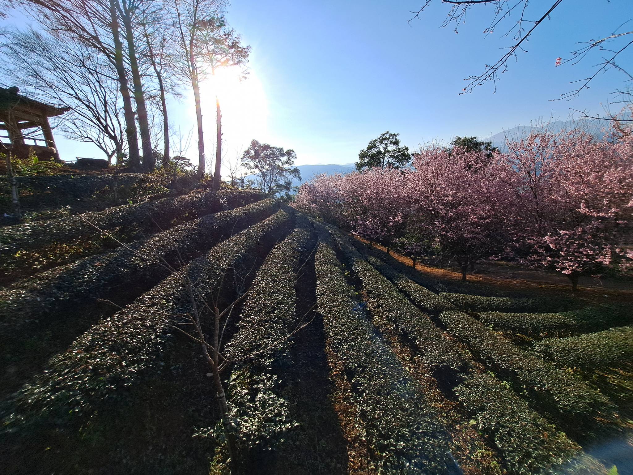 宜蘭景點【櫻悅景觀渡假別墅櫻花季】宜蘭賞櫻秘境,玉蘭茶園旁的茶田櫻花隧道~順遊周邊景點攻略!