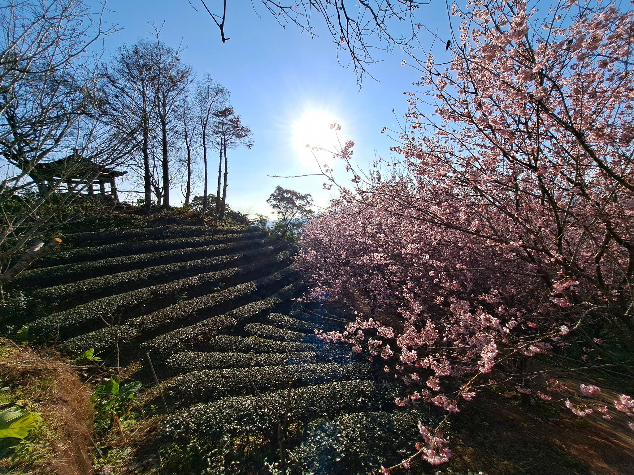 宜蘭景點【櫻悅景觀渡假別墅櫻花季】宜蘭賞櫻秘境,玉蘭茶園旁的茶田櫻花隧道~順遊周邊景點攻略!