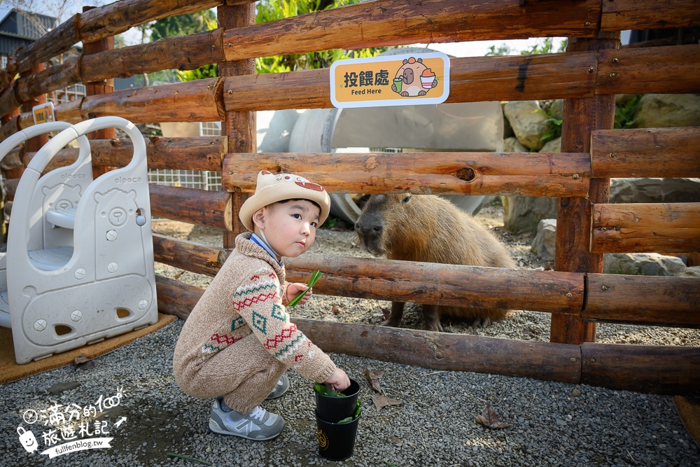南投【鹿芝谷生態景觀園區】鹿谷最新親子農場,山谷裡與萌寵玩樂,還能與水豚一起喝下午茶!