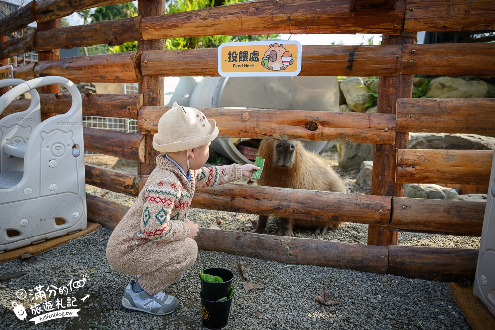 南投【鹿芝谷生態景觀園區】鹿谷最新親子農場,山谷裡與萌寵玩樂,還能與水豚一起喝下午茶!