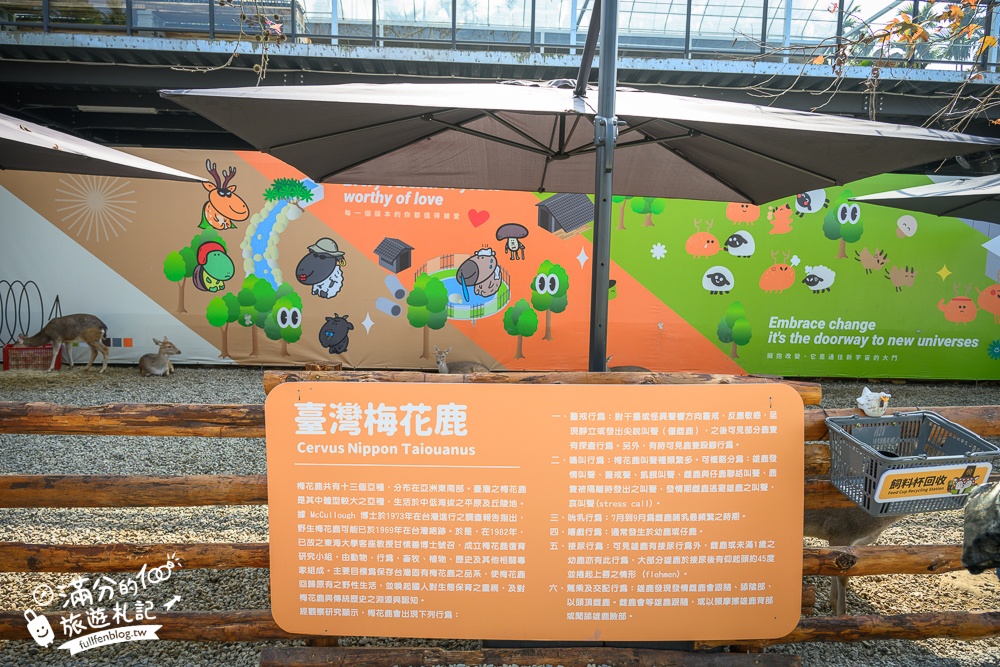 南投【鹿芝谷生態景觀園區】鹿谷最新親子農場,山谷裡與萌寵玩樂,還能與水豚一起喝下午茶!