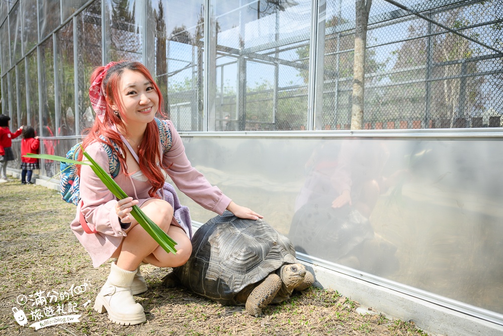 南投【水与松萌萌園】埔里最新親子農場實際遊園感受.可見樹懶.羊駝.水豚.泰迪羊.笑笑羊和袋鼠!