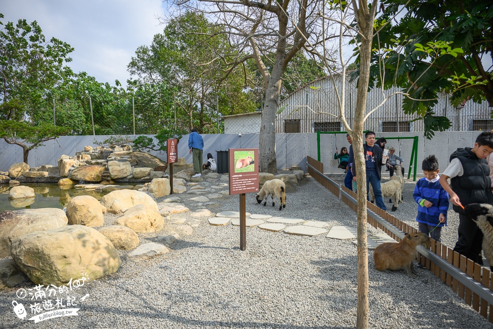 南投【水与松萌萌園】埔里最新親子農場實際遊園感受.可見樹懶.羊駝.水豚.泰迪羊.笑笑羊和袋鼠!