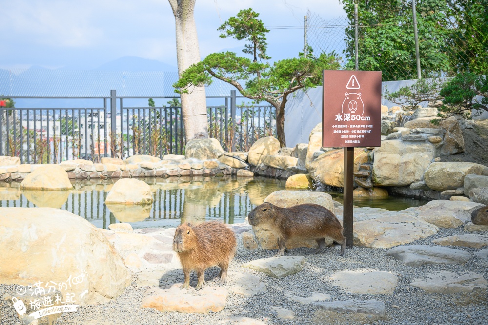 南投【水与松萌萌園】埔里最新親子農場實際遊園感受.可見樹懶.羊駝.水豚.泰迪羊.笑笑羊和袋鼠!