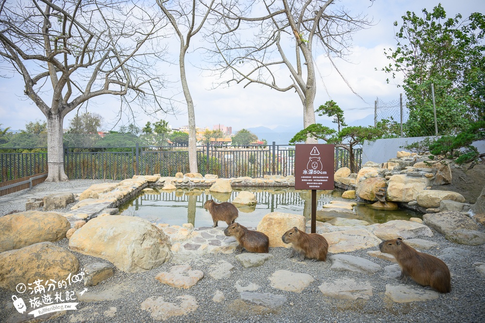 南投【水与松萌萌園】埔里最新親子農場實際遊園感受.可見樹懶.羊駝.水豚.泰迪羊.笑笑羊和袋鼠!