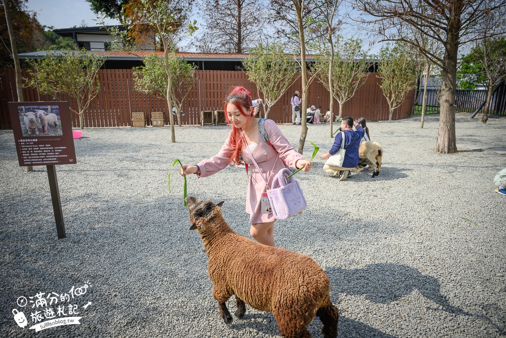 南投【水与松萌萌園】埔里最新親子農場實際遊園感受.可見樹懶.羊駝.水豚.泰迪羊.笑笑羊和袋鼠!