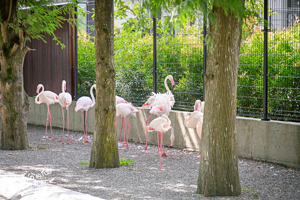 宜蘭【樹懶餐廳萌寵農場】落羽松玻璃屋超美,三大區萌寵玩樂互動空間開箱,與樹懶.泰迪羊.鸚鵡.大紅鶴.鵜鶘互動太好玩!