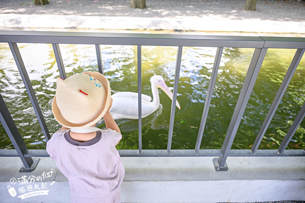 宜蘭【樹懶餐廳萌寵農場】落羽松玻璃屋超美,三大區萌寵玩樂互動空間開箱,與樹懶.泰迪羊.鸚鵡.大紅鶴.鵜鶘互動太好玩!