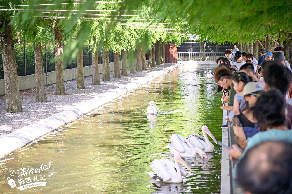宜蘭【樹懶餐廳萌寵農場】落羽松玻璃屋超美,三大區萌寵玩樂互動空間開箱,與樹懶.泰迪羊.鸚鵡.大紅鶴.鵜鶘互動太好玩!