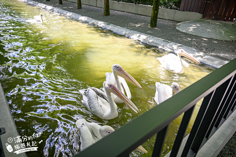 宜蘭【樹懶餐廳萌寵農場】落羽松玻璃屋超美,三大區萌寵玩樂互動空間開箱,與樹懶.泰迪羊.鸚鵡.大紅鶴.鵜鶘互動太好玩!