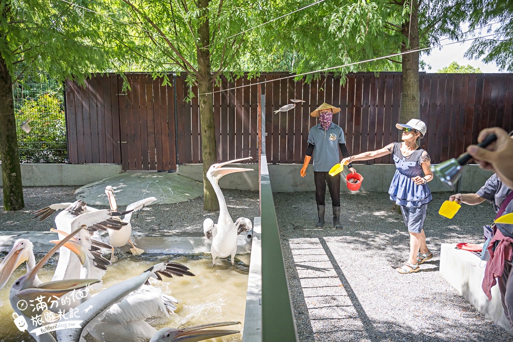 宜蘭【樹懶餐廳萌寵農場】落羽松玻璃屋超美,三大區萌寵玩樂互動空間開箱,與樹懶.泰迪羊.鸚鵡.大紅鶴.鵜鶘互動太好玩!