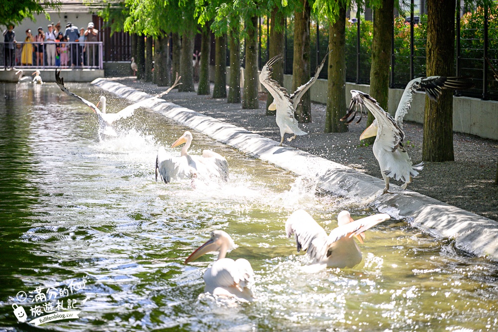 宜蘭【樹懶餐廳萌寵農場】落羽松玻璃屋超美,三大區萌寵玩樂互動空間開箱,與樹懶.泰迪羊.鸚鵡.大紅鶴.鵜鶘互動太好玩!