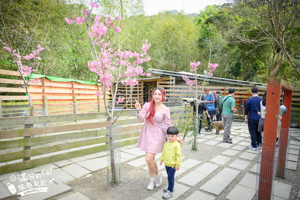 【苗栗哈比丘】2025最新竹林秘境&紫粉色麝香木開放啦!銅鑼最好玩的親子哈比屋.來餵笑笑羊.水豚和袋鼠和盪鞦韆!