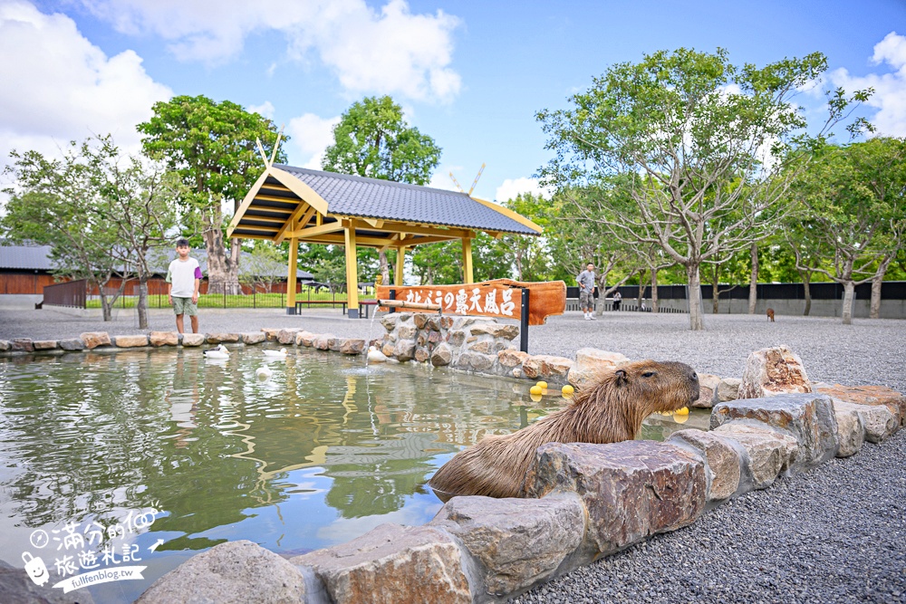 宜蘭【樹懶餐廳萌寵農場】落羽松玻璃屋超美,三大區萌寵玩樂互動空間開箱,與樹懶.泰迪羊.鸚鵡.大紅鶴.鵜鶘互動太好玩!