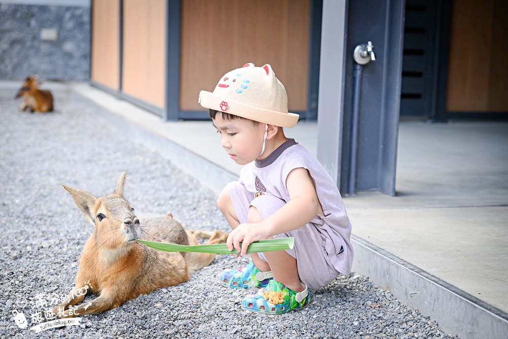 宜蘭【樹懶餐廳萌寵農場】落羽松玻璃屋超美,三大區萌寵玩樂互動空間開箱,與樹懶.泰迪羊.鸚鵡.大紅鶴.鵜鶘互動太好玩!
