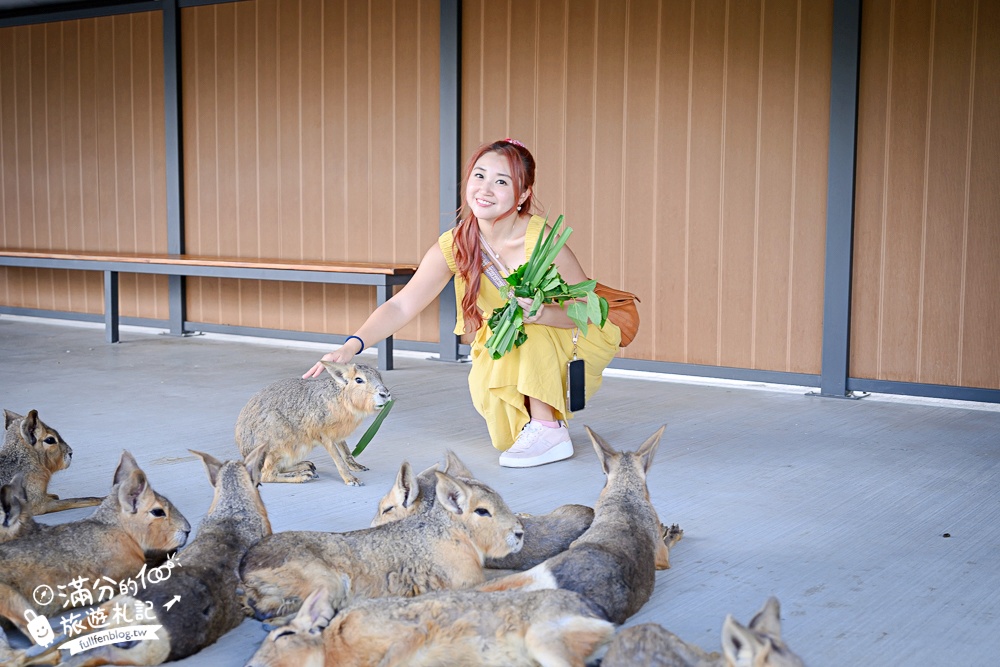 宜蘭【樹懶餐廳萌寵農場】落羽松玻璃屋超美,三大區萌寵玩樂互動空間開箱,與樹懶.泰迪羊.鸚鵡.大紅鶴.鵜鶘互動太好玩!