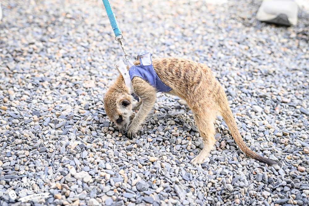 宜蘭【樹懶餐廳萌寵農場】落羽松玻璃屋超美,三大區萌寵玩樂互動空間開箱,與樹懶.泰迪羊.鸚鵡.大紅鶴.鵜鶘互動太好玩!