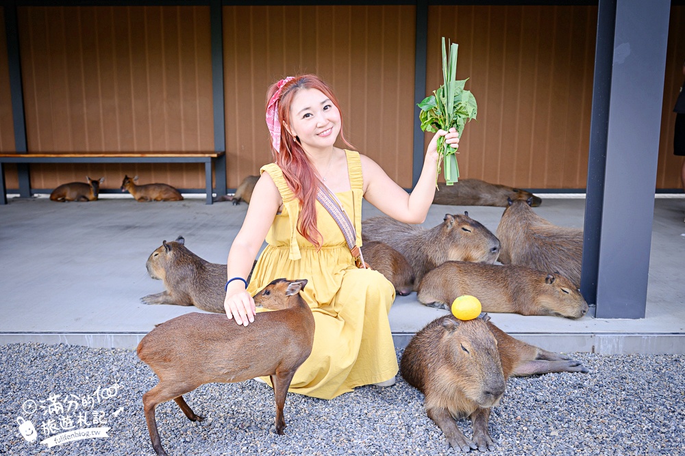 宜蘭【樹懶餐廳萌寵農場】落羽松玻璃屋超美,三大區萌寵玩樂互動空間開箱,與樹懶.泰迪羊.鸚鵡.大紅鶴.鵜鶘互動太好玩!