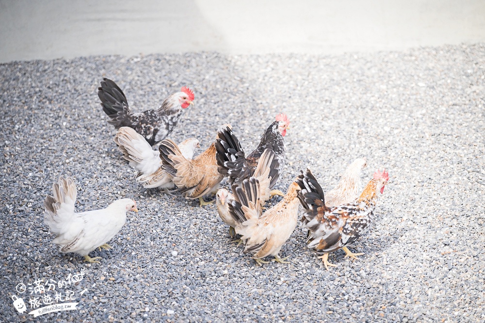 宜蘭【樹懶餐廳萌寵農場】落羽松玻璃屋超美,三大區萌寵玩樂互動空間開箱,與樹懶.泰迪羊.鸚鵡.大紅鶴.鵜鶘互動太好玩!