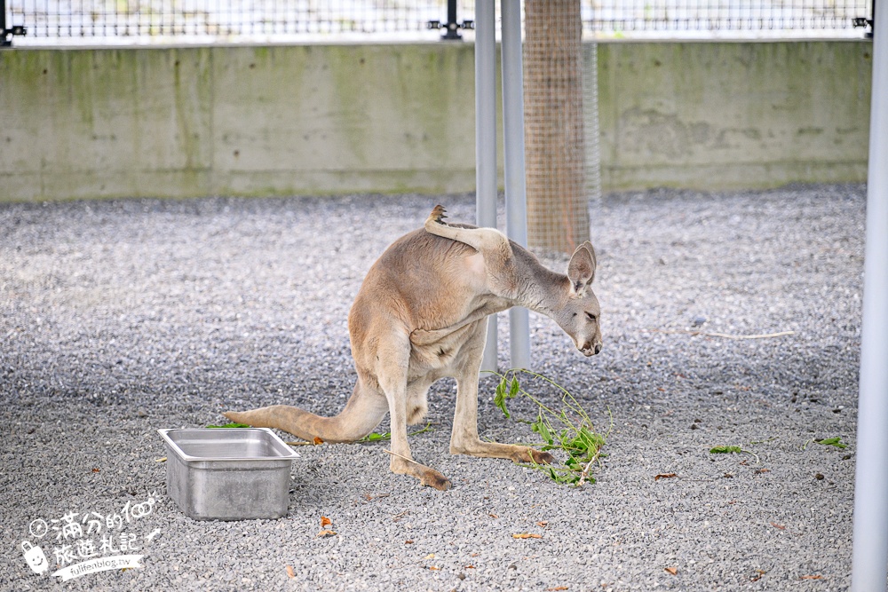 宜蘭【樹懶餐廳萌寵農場】落羽松玻璃屋超美,三大區萌寵玩樂互動空間開箱,與樹懶.泰迪羊.鸚鵡.大紅鶴.鵜鶘互動太好玩!