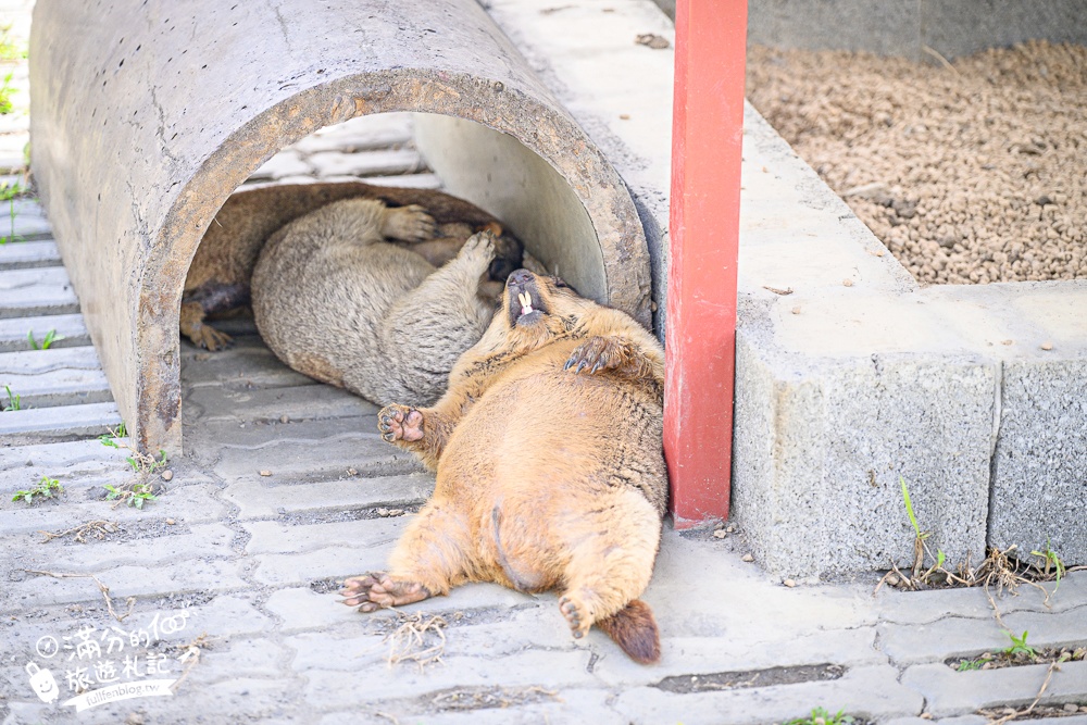 宜蘭【樹懶餐廳萌寵農場】落羽松玻璃屋超美,三大區萌寵玩樂互動空間開箱,與樹懶.泰迪羊.鸚鵡.大紅鶴.鵜鶘互動太好玩!