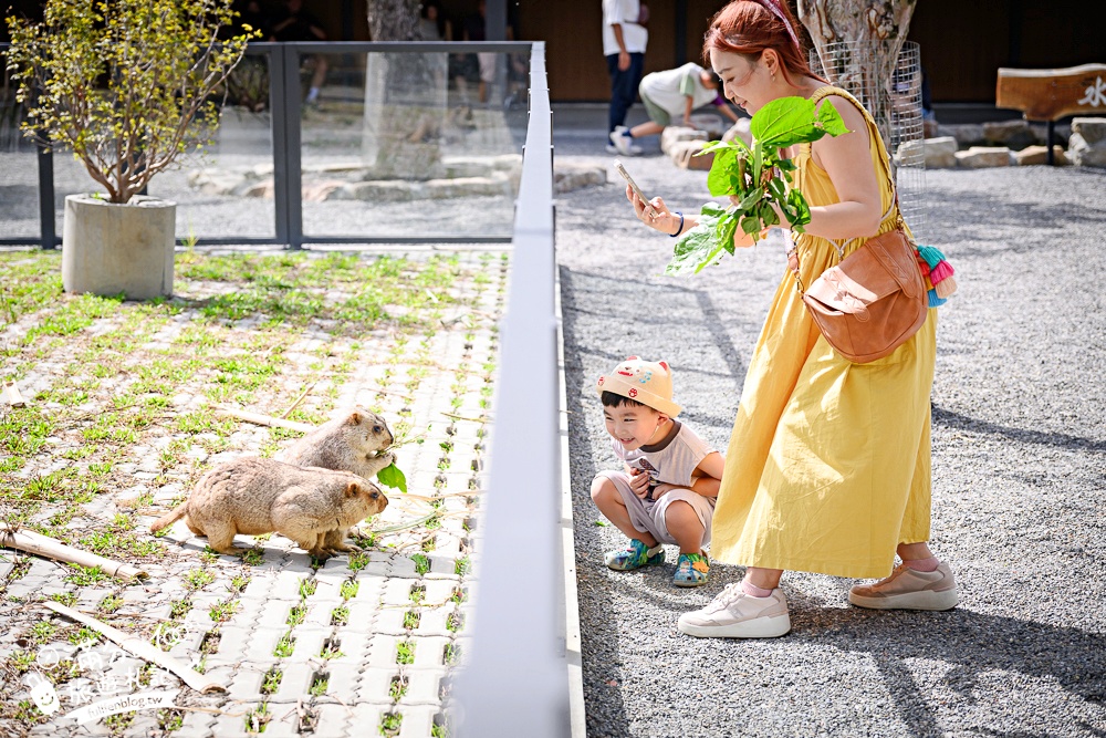 宜蘭【樹懶餐廳萌寵農場】落羽松玻璃屋超美,三大區萌寵玩樂互動空間開箱,與樹懶.泰迪羊.鸚鵡.大紅鶴.鵜鶘互動太好玩!