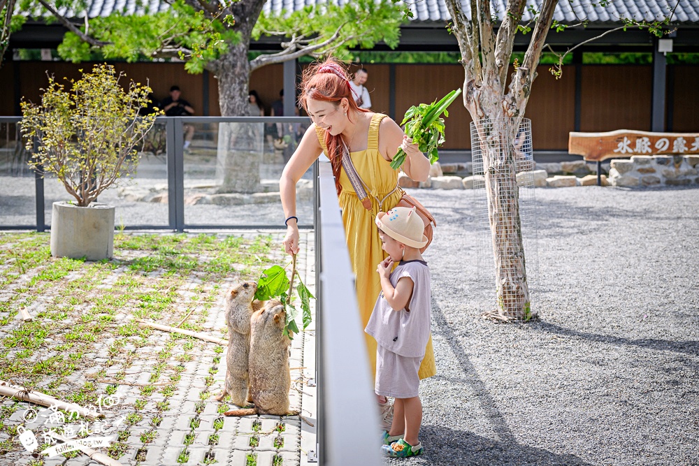 宜蘭【樹懶餐廳萌寵農場】落羽松玻璃屋超美,三大區萌寵玩樂互動空間開箱,與樹懶.泰迪羊.鸚鵡.大紅鶴.鵜鶘互動太好玩!