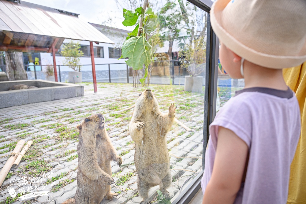 宜蘭【樹懶餐廳萌寵農場】落羽松玻璃屋超美,三大區萌寵玩樂互動空間開箱,與樹懶.泰迪羊.鸚鵡.大紅鶴.鵜鶘互動太好玩!