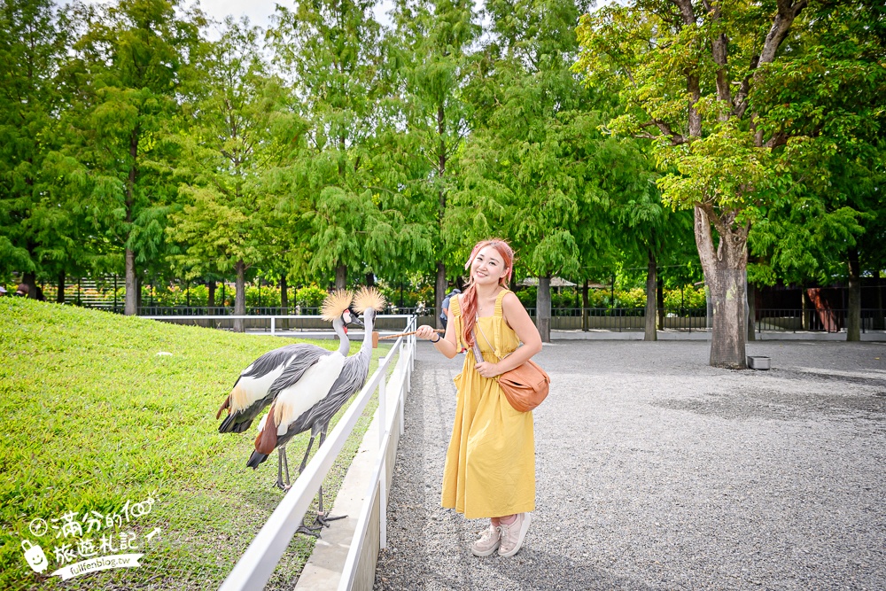 宜蘭【樹懶餐廳萌寵農場】落羽松玻璃屋超美,三大區萌寵玩樂互動空間開箱,與樹懶.泰迪羊.鸚鵡.大紅鶴.鵜鶘互動太好玩!