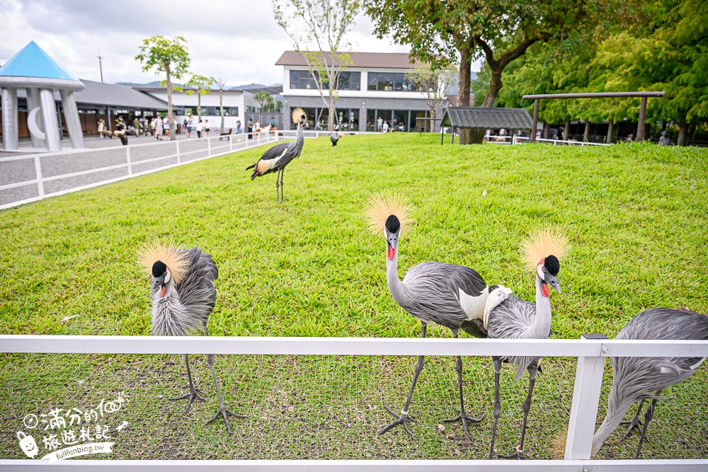 宜蘭【樹懶餐廳萌寵農場】落羽松玻璃屋超美,三大區萌寵玩樂互動空間開箱,與樹懶.泰迪羊.鸚鵡.大紅鶴.鵜鶘互動太好玩!