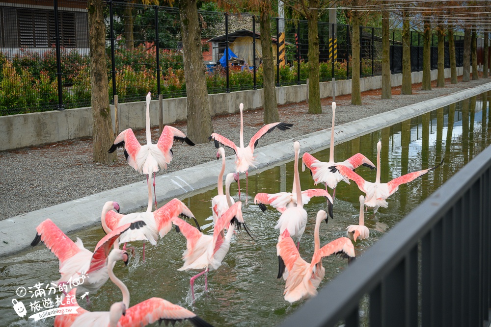 宜蘭【樹懶餐廳】全新萌寵景觀餐廳.玻璃屋看落羽松吃美食,近距離餵山地牛.泰迪羊.鸚鵡和樹懶,還有大紅鶴&鵜鶘出沒!