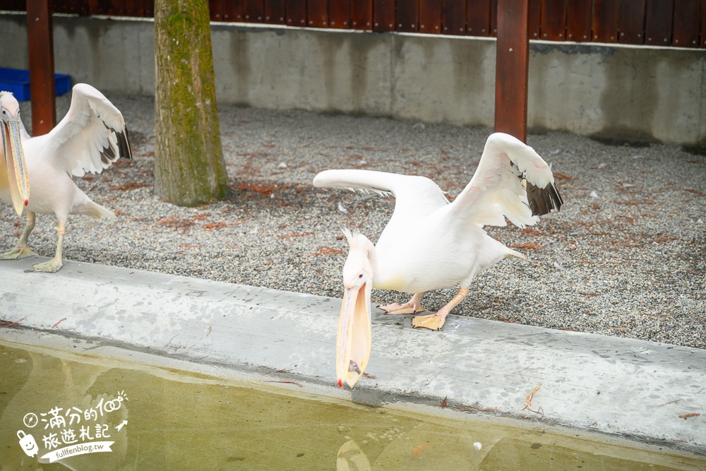 宜蘭【樹懶餐廳】全新萌寵景觀餐廳.玻璃屋看落羽松吃美食,近距離餵山地牛.泰迪羊.鸚鵡和樹懶,還有大紅鶴&鵜鶘出沒!