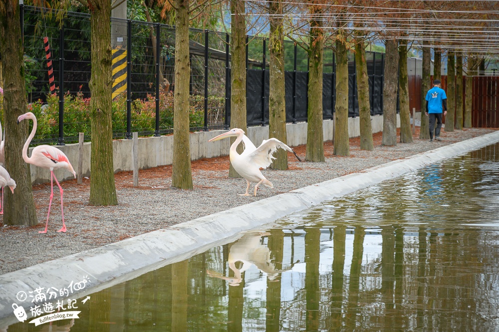 宜蘭【樹懶餐廳】全新萌寵景觀餐廳.玻璃屋看落羽松吃美食,近距離餵山地牛.泰迪羊.鸚鵡和樹懶,還有大紅鶴&鵜鶘出沒!