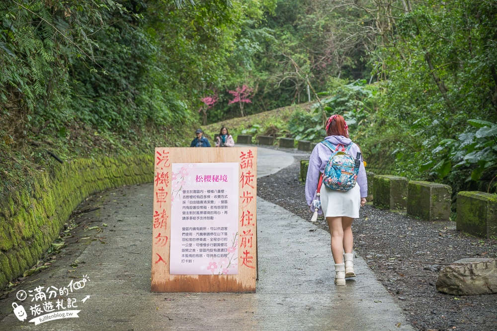 【2025松櫻秘境】宜蘭最新免門票櫻花路,與八重櫻王輕鬆合影還有紅色大鳥居!