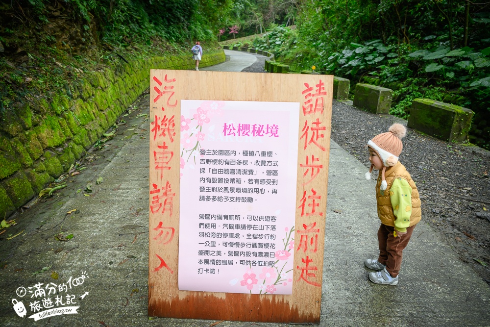 【2025松櫻秘境】宜蘭最新免門票櫻花路,與八重櫻王輕鬆合影還有紅色大鳥居!