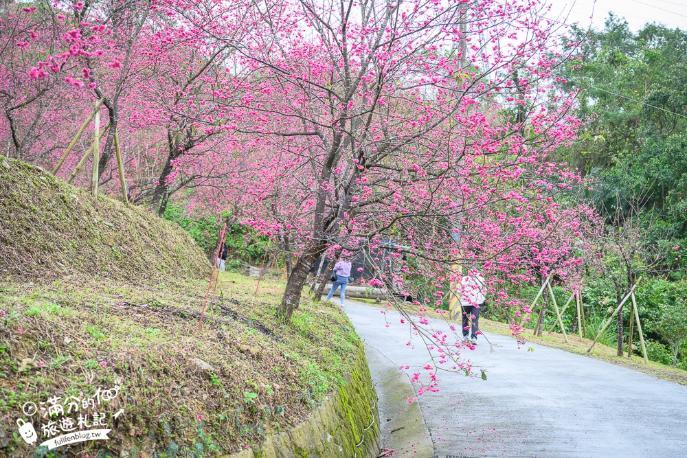 【2025松櫻秘境】宜蘭最新免門票櫻花路,與八重櫻王輕鬆合影還有紅色大鳥居!