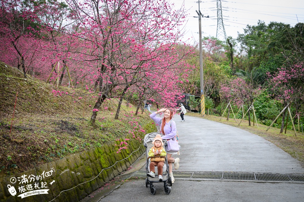 【2025松櫻秘境】宜蘭最新免門票櫻花路,與八重櫻王輕鬆合影還有紅色大鳥居!